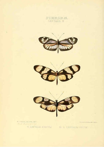 Reproducción/Reproduction 6006137270: Illustrations of new species of exotic butterflies v.1 London :John Van Voorst,[1856]-1876