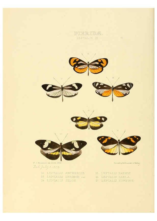 Reproducción/Reproduction 6006137534: Illustrations of new species of exotic butterflies v.1 London :John Van Voorst,[1856]-1876