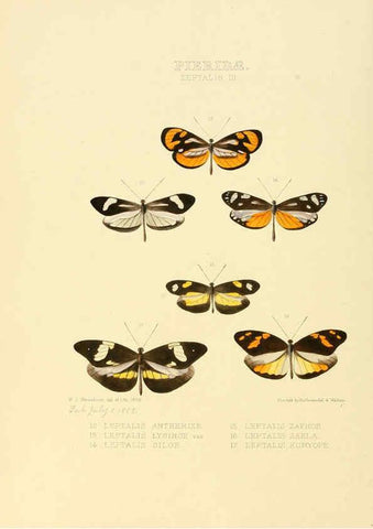 Reproducción/Reproduction 6006137534: Illustrations of new species of exotic butterflies v.1 London :John Van Voorst,[1856]-1876