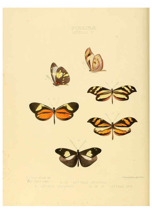 Reproducción/Reproduction 6005595325: Illustrations of new species of exotic butterflies v.1 London :John Van Voorst,[1856]-1876