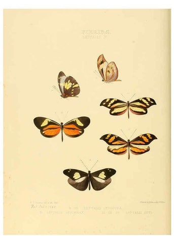 Reproducción/Reproduction 6005595325: Illustrations of new species of exotic butterflies v.1 London :John Van Voorst,[1856]-1876