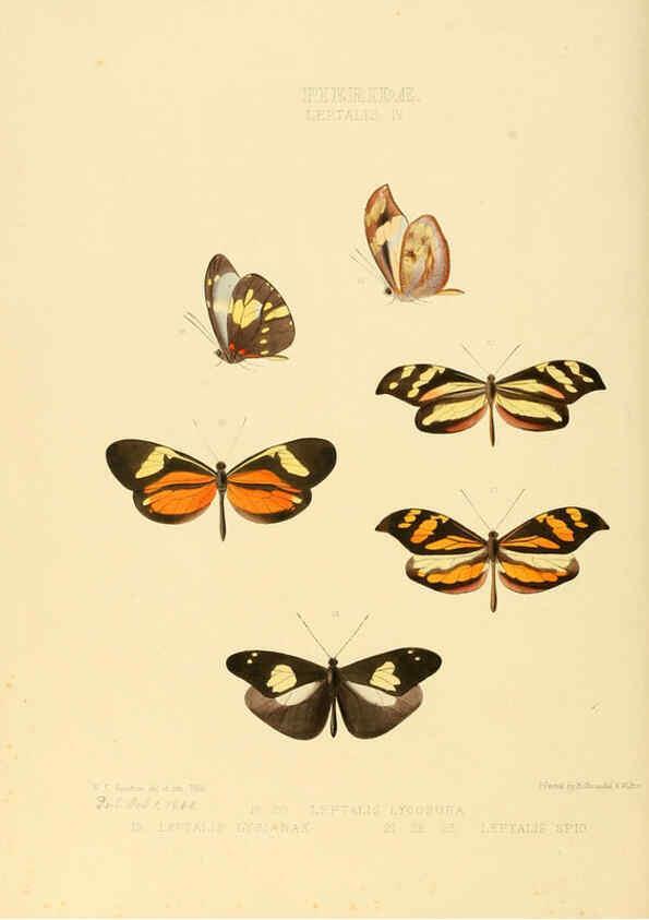 Reproducción/Reproduction 6005595325: Illustrations of new species of exotic butterflies v.1 London :John Van Voorst,[1856]-1876