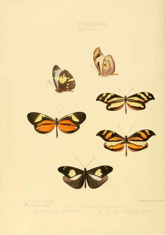 Reproducción/Reproduction 6005595325: Illustrations of new species of exotic butterflies v.1 London :John Van Voorst,[1856]-1876