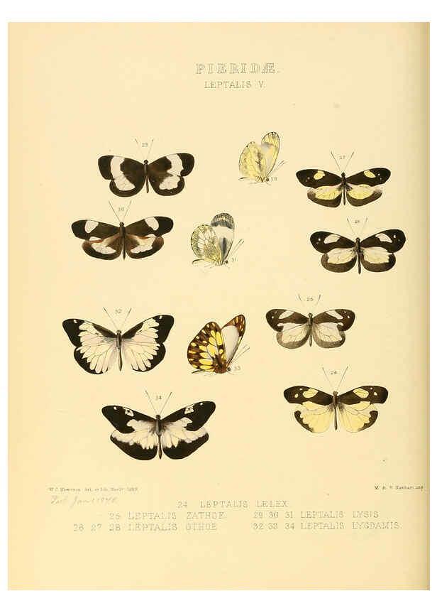 Reproducción/Reproduction 6005595741: Illustrations of new species of exotic butterflies v.1 London :John Van Voorst,[1856]-1876