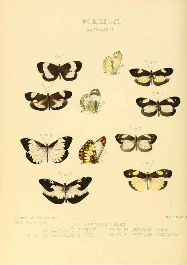 Reproducción/Reproduction 6005595741: Illustrations of new species of exotic butterflies v.1 London :John Van Voorst,[1856]-1876