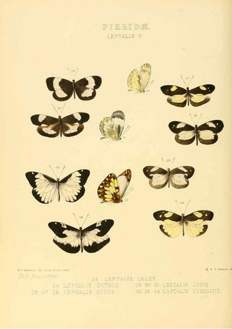 Reproducción/Reproduction 6005595741: Illustrations of new species of exotic butterflies v.1 London :John Van Voorst,[1856]-1876