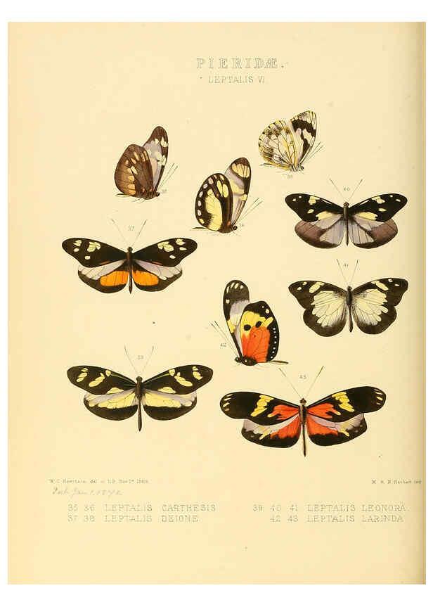 Reproducción/Reproduction 6006138384: Illustrations of new species of exotic butterflies v.1 London :John Van Voorst,[1856]-1876
