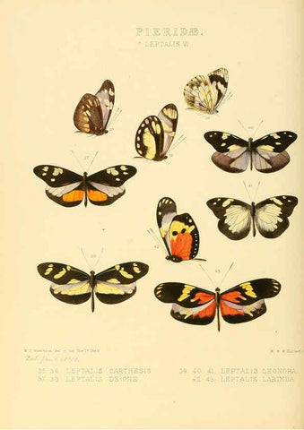 Reproducción/Reproduction 6006138384: Illustrations of new species of exotic butterflies v.1 London :John Van Voorst,[1856]-1876