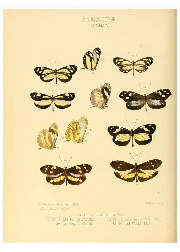 Reproducción/Reproduction 6005596239: Illustrations of new species of exotic butterflies v.1 London :John Van Voorst,[1856]-1876