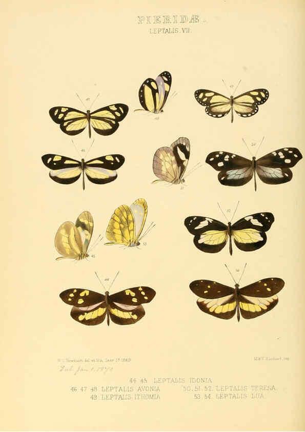 Reproducción/Reproduction 6005596239: Illustrations of new species of exotic butterflies v.1 London :John Van Voorst,[1856]-1876