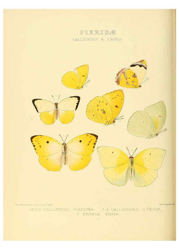Reproducción/Reproduction 6005596545: Illustrations of new species of exotic butterflies v.1 London :John Van Voorst,[1856]-1876