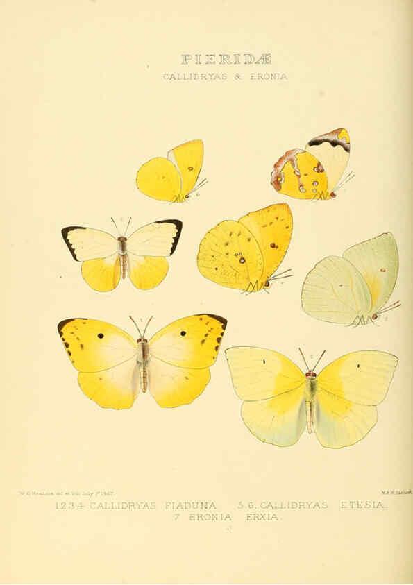 Reproducción/Reproduction 6005596545: Illustrations of new species of exotic butterflies v.1 London :John Van Voorst,[1856]-1876
