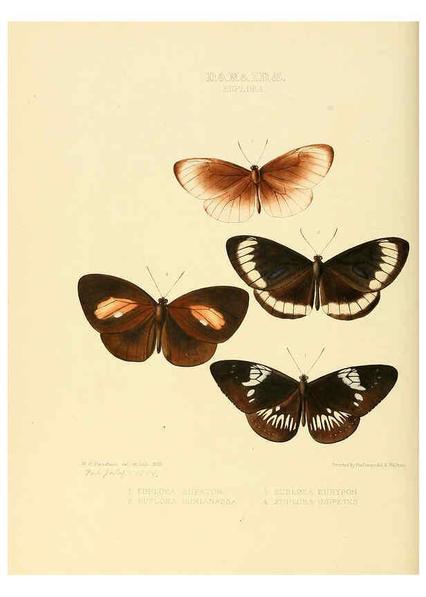 Reproducción/Reproduction 6006139298: Illustrations of new species of exotic butterflies v.1 London :John Van Voorst,[1856]-1876