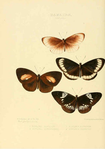 Reproducción/Reproduction 6006139298: Illustrations of new species of exotic butterflies v.1 London :John Van Voorst,[1856]-1876