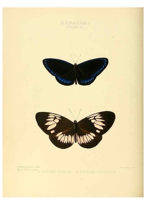 Reproducción/Reproduction 6006139558: Illustrations of new species of exotic butterflies v.1 London :John Van Voorst,[1856]-1876
