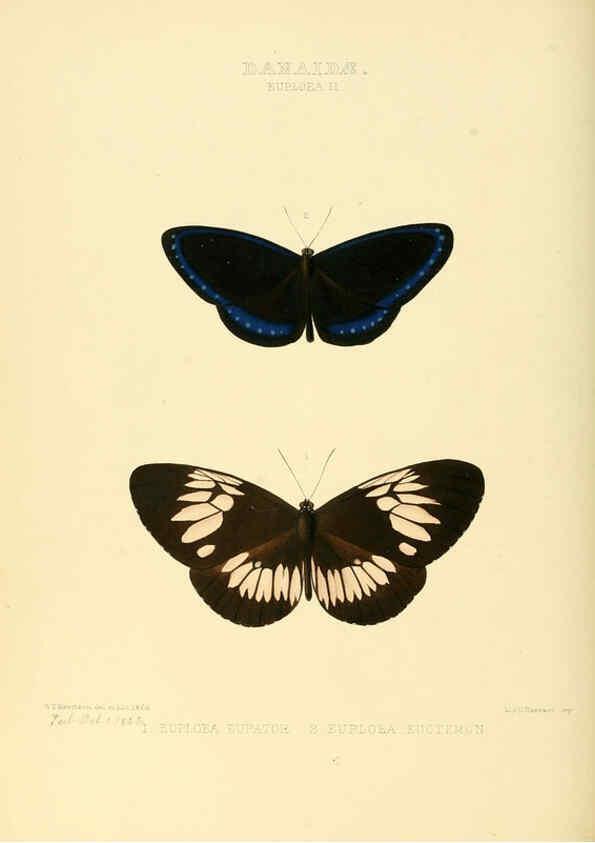 Reproducción/Reproduction 6006139558: Illustrations of new species of exotic butterflies v.1 London :John Van Voorst,[1856]-1876