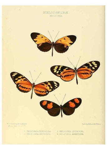 Reproducción/Reproduction 6005597529: Illustrations of new species of exotic butterflies v.1 London :John Van Voorst,[1856]-1876