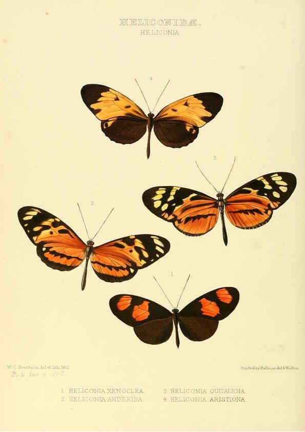 Reproducción/Reproduction 6005597529: Illustrations of new species of exotic butterflies v.1 London :John Van Voorst,[1856]-1876