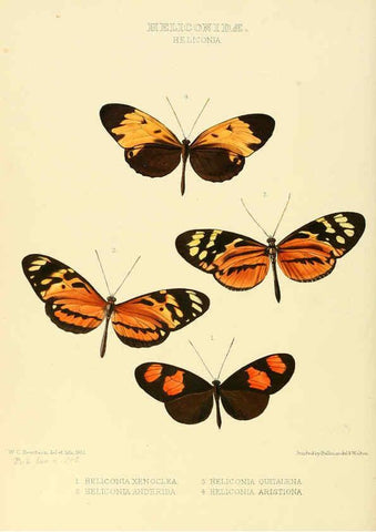 Reproducción/Reproduction 6005597529: Illustrations of new species of exotic butterflies v.1 London :John Van Voorst,[1856]-1876
