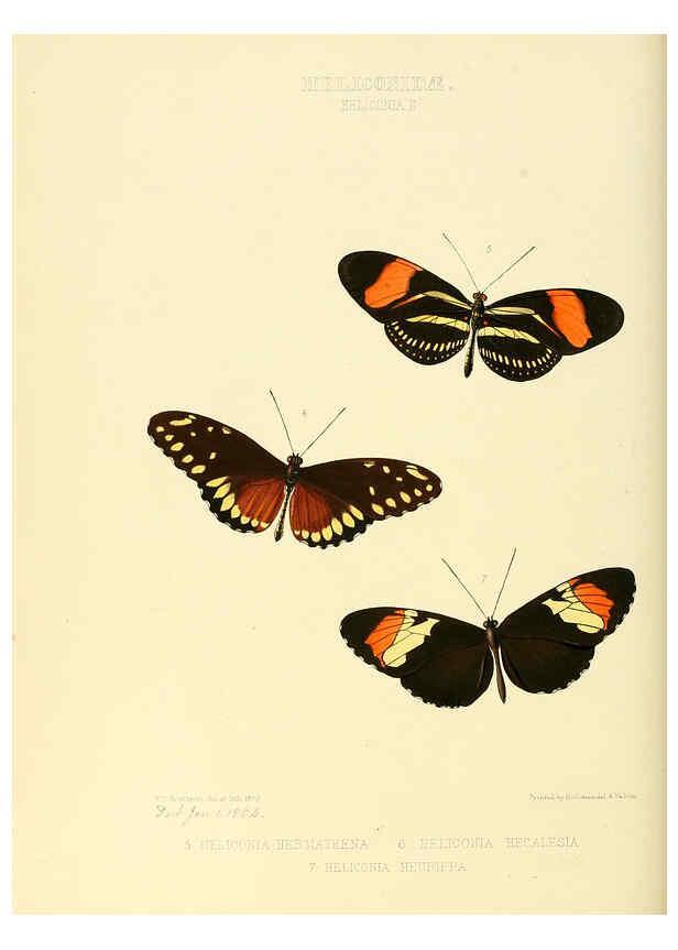 Reproducción/Reproduction 6005597743: Illustrations of new species of exotic butterflies v.1 London :John Van Voorst,[1856]-1876