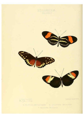Reproducción/Reproduction 6005597743: Illustrations of new species of exotic butterflies v.1 London :John Van Voorst,[1856]-1876