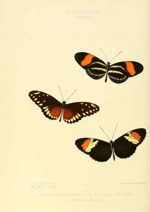 Reproducción/Reproduction 6005597743: Illustrations of new species of exotic butterflies v.1 London :John Van Voorst,[1856]-1876