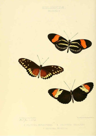 Reproducción/Reproduction 6005597743: Illustrations of new species of exotic butterflies v.1 London :John Van Voorst,[1856]-1876