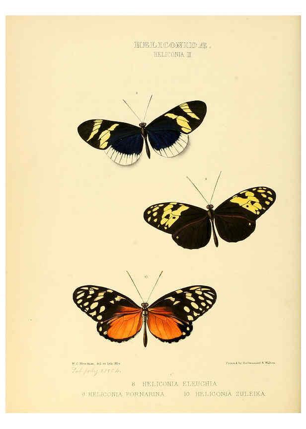 Reproducción/Reproduction 6006140726: Illustrations of new species of exotic butterflies v.1 London :John Van Voorst,[1856]-1876
