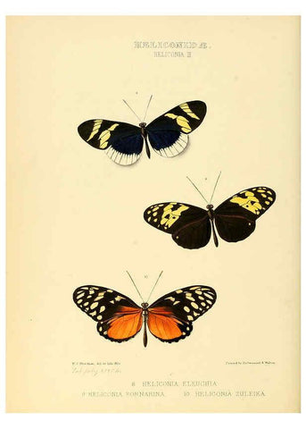 Reproducción/Reproduction 6006140726: Illustrations of new species of exotic butterflies v.1 London :John Van Voorst,[1856]-1876