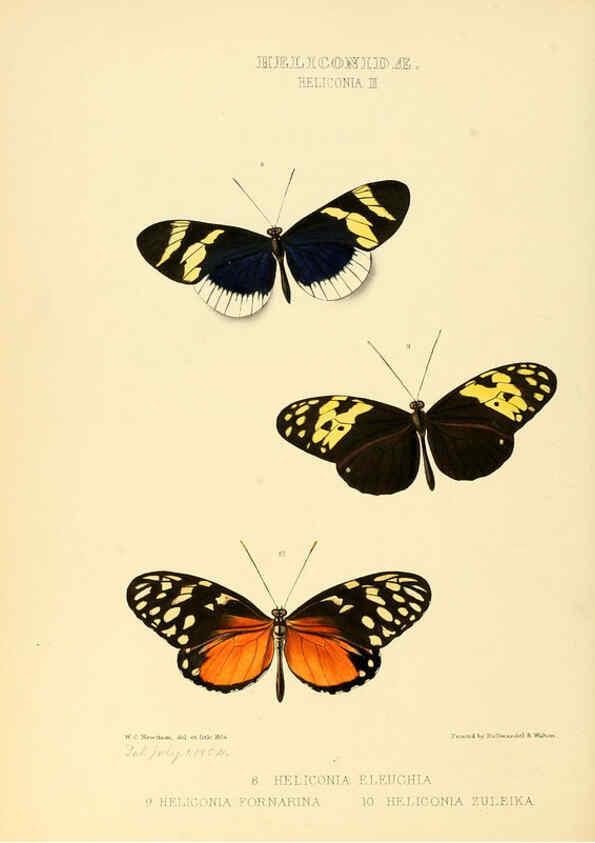 Reproducción/Reproduction 6006140726: Illustrations of new species of exotic butterflies v.1 London :John Van Voorst,[1856]-1876