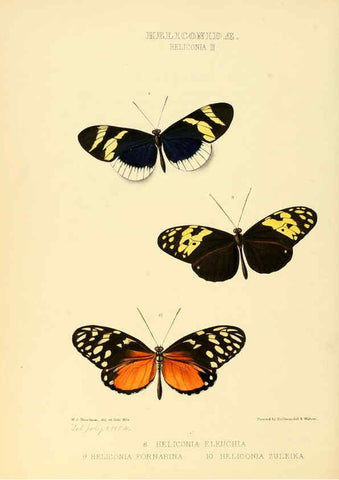 Reproducción/Reproduction 6006140726: Illustrations of new species of exotic butterflies v.1 London :John Van Voorst,[1856]-1876