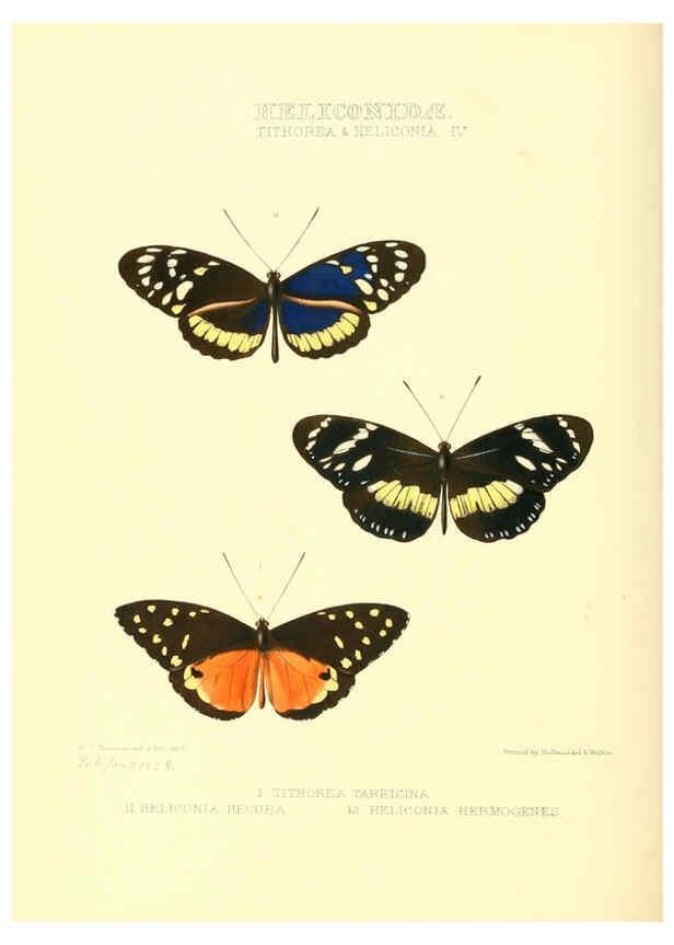 Reproducción/Reproduction 6005598303: Illustrations of new species of exotic butterflies v.1 London :John Van Voorst,[1856]-1876