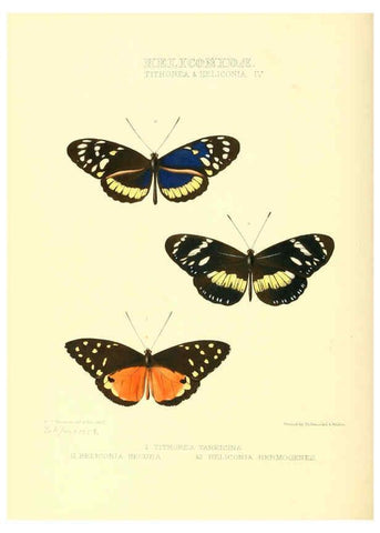Reproducción/Reproduction 6005598303: Illustrations of new species of exotic butterflies v.1 London :John Van Voorst,[1856]-1876