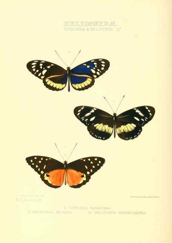 Reproducción/Reproduction 6005598303: Illustrations of new species of exotic butterflies v.1 London :John Van Voorst,[1856]-1876