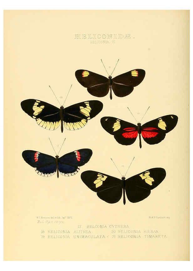 Reproducción/Reproduction 6005598861: Illustrations of new species of exotic butterflies v.1 London :John Van Voorst,[1856]-1876