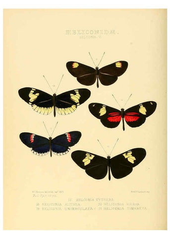 Reproducción/Reproduction 6005598861: Illustrations of new species of exotic butterflies v.1 London :John Van Voorst,[1856]-1876