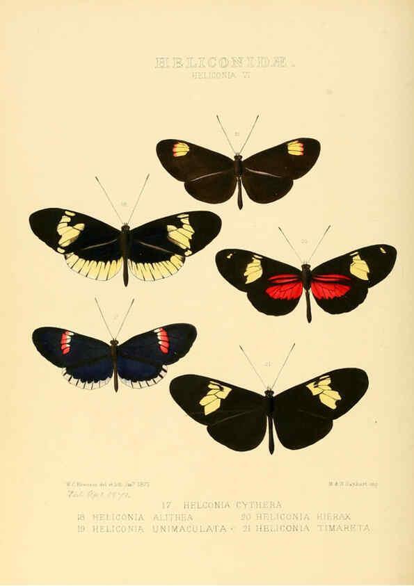 Reproducción/Reproduction 6005598861: Illustrations of new species of exotic butterflies v.1 London :John Van Voorst,[1856]-1876