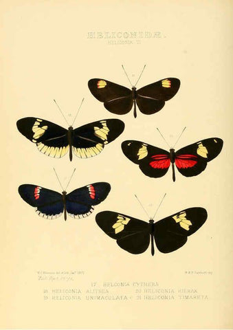 Reproducción/Reproduction 6005598861: Illustrations of new species of exotic butterflies v.1 London :John Van Voorst,[1856]-1876