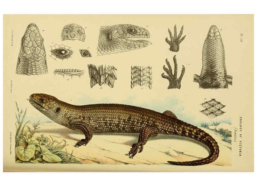 Reproducción/Reproduction 6007970927: Natural history of Victoria. Dec.11-15 Melbourne,J.Ferres, government printer;1885-90