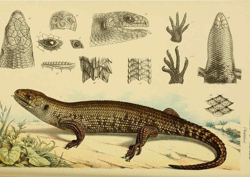 Reproducción/Reproduction 6007970927: Natural history of Victoria. Dec.11-15 Melbourne,J.Ferres, government printer;1885-90