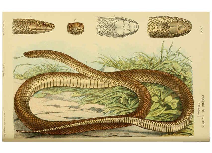 Reproducción/Reproduction 6008518832: Natural history of Victoria. Dec.11-15 Melbourne,J.Ferres, government printer;1885-90
