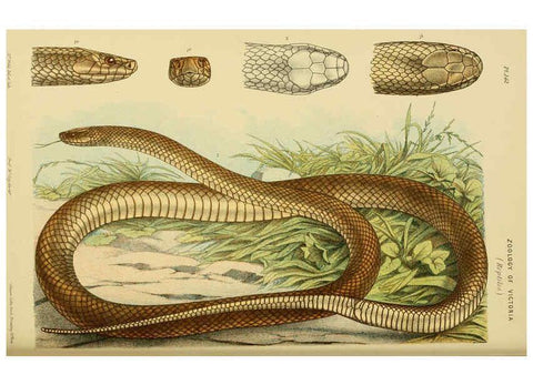 Reproducción/Reproduction 6008518832: Natural history of Victoria. Dec.11-15 Melbourne,J.Ferres, government printer;1885-90