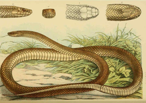 Reproducción/Reproduction 6008518832: Natural history of Victoria. Dec.11-15 Melbourne,J.Ferres, government printer;1885-90
