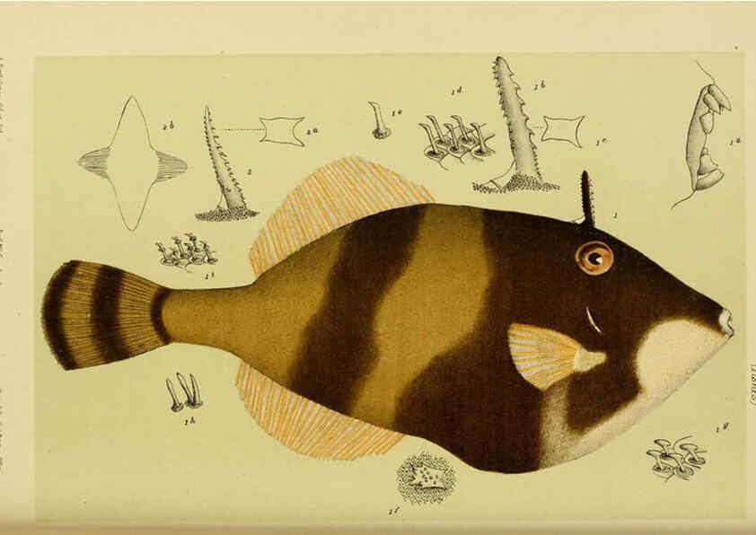 Reproducción/Reproduction 6008519022: Natural history of Victoria. Dec.11-15 Melbourne,J.Ferres, government printer;1885-90