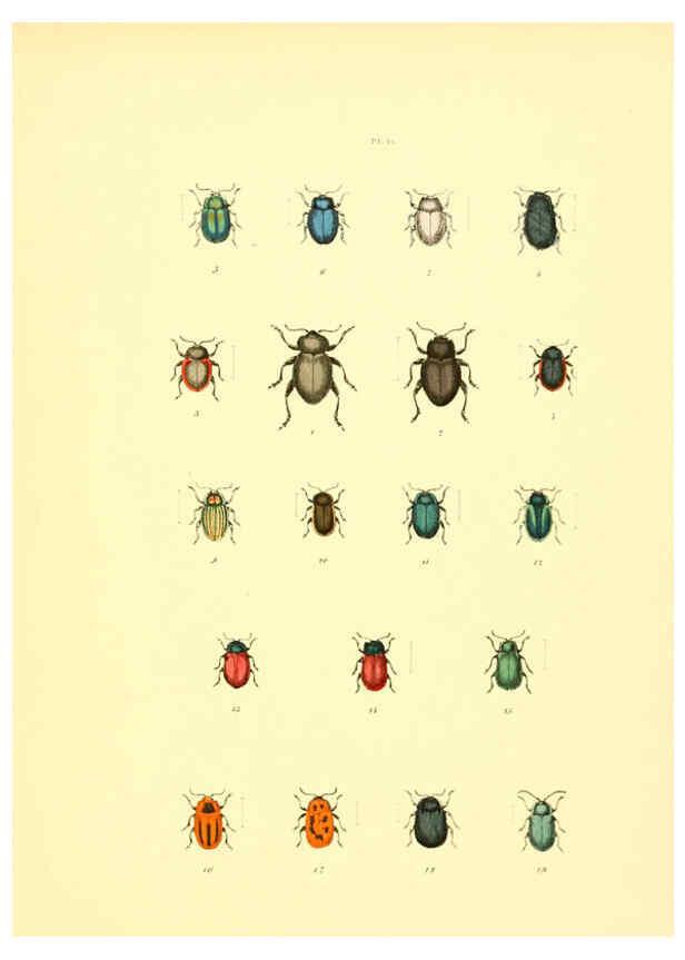 Reproducción/Reproduction 6008162783: Musée entomologique illustré t.1 Paris :Rothschild,1876-1878