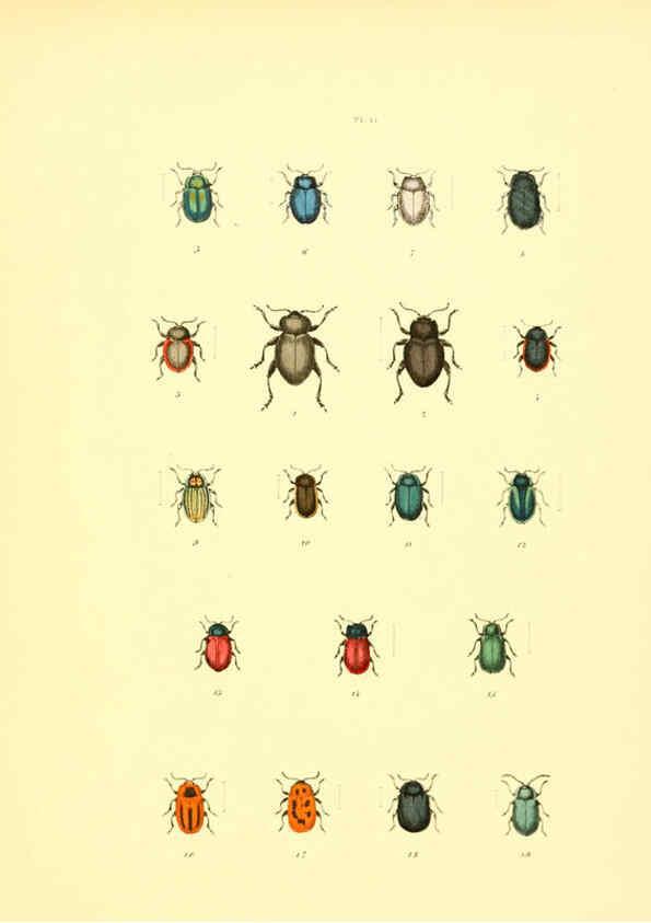 Reproducción/Reproduction 6008162783: Musée entomologique illustré t.1 Paris :Rothschild,1876-1878