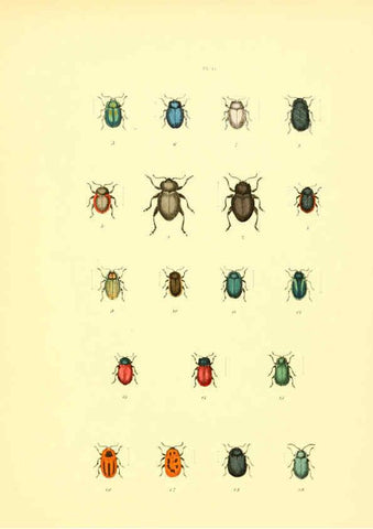 Reproducción/Reproduction 6008162783: Musée entomologique illustré t.1 Paris :Rothschild,1876-1878