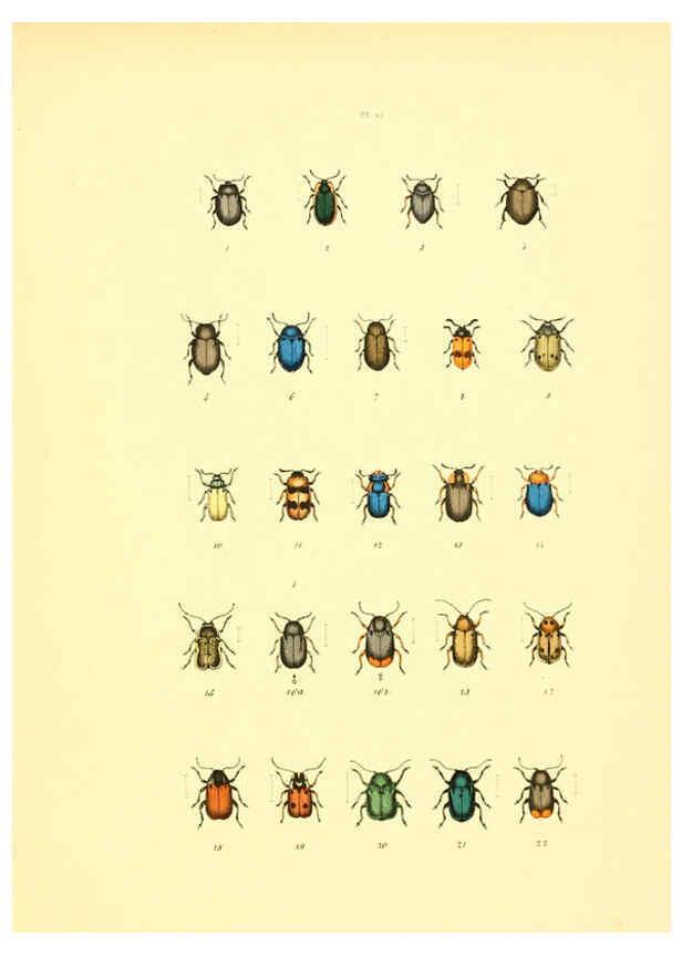 Reproducción/Reproduction 6008162977: Musée entomologique illustré t.1 Paris :Rothschild,1876-1878