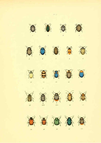 Reproducción/Reproduction 6008162977: Musée entomologique illustré t.1 Paris :Rothschild,1876-1878