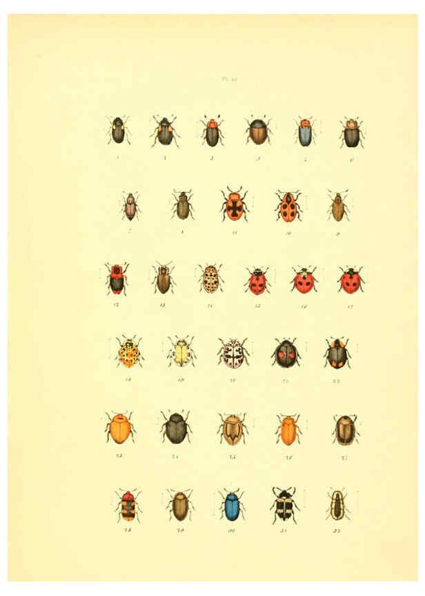 Reproducción/Reproduction 6008163363: Musée entomologique illustré t.1 Paris :Rothschild,1876-1878